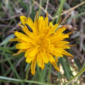 Dasytinae (subfamily) at Franklin Grassland (FRA_5) - 28 Feb 2024