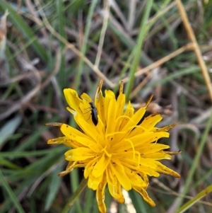 Dasytinae (subfamily) at Franklin Grassland (FRA_5) - 28 Feb 2024