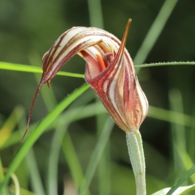 Diplodium coccinum (Scarlet Greenhood) at Wingecarribee Local Government Area - 15 Mar 2024 by Snowflake