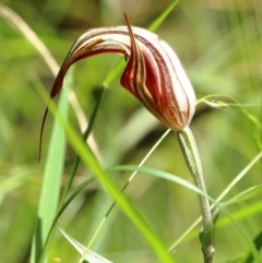 Diplodium coccinum at Bowral - 15 Mar 2024