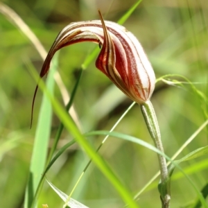 Diplodium coccinum at Bowral - 15 Mar 2024