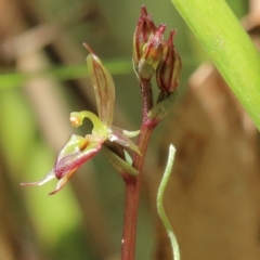 Acianthus exsertus at Bowral, NSW - 15 Mar 2024 by Snowflake