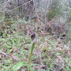 Pterostylis pedunculata (Maroonhood) at Paddys River, ACT - 22 Oct 2023 by Venture