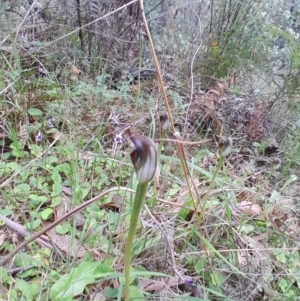 Pterostylis pedunculata at Tidbinbilla Nature Reserve - 22 Oct 2023