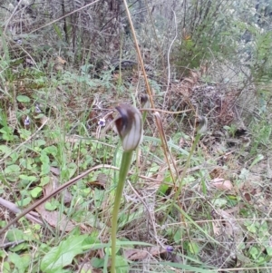 Pterostylis pedunculata at Tidbinbilla Nature Reserve - 22 Oct 2023