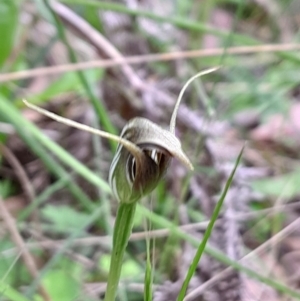 Pterostylis pedunculata at Tidbinbilla Nature Reserve - 22 Oct 2023