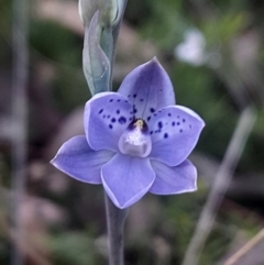 Thelymitra juncifolia (Dotted Sun Orchid) at Bruce, ACT - 21 Oct 2023 by Venture