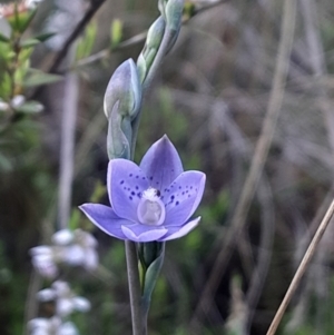Thelymitra juncifolia at Bruce, ACT - 21 Oct 2023