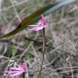 Caladenia carnea at Tidbinbilla Nature Reserve - 22 Oct 2023