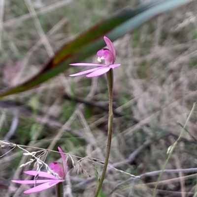 Caladenia carnea (Pink Fingers) at Paddys River, ACT - 22 Oct 2023 by Venture