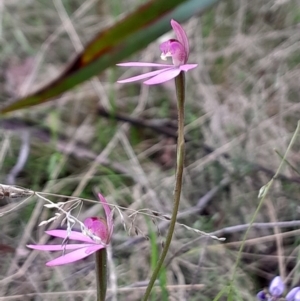 Caladenia carnea at Tidbinbilla Nature Reserve - 22 Oct 2023