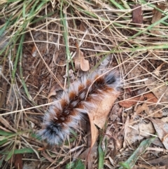 Anthela varia (Hairy Mary) at QPRC LGA - 15 Mar 2024 by forest17178