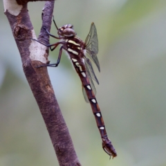 Austroaeschna pulchra (Forest Darner) at Namadgi National Park - 28 Feb 2024 by KorinneM