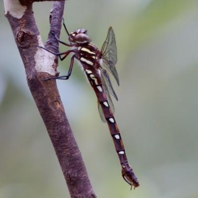 Austroaeschna pulchra (Forest Darner) at Cotter River, ACT - 28 Feb 2024 by KorinneM