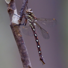 Austroaeschna pulchra at Namadgi National Park - 28 Feb 2024 02:22 PM