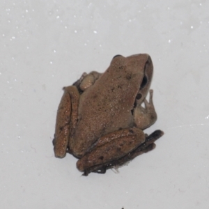 Litoria lesueuri at Currowan, NSW - 12 Mar 2024 09:40 AM