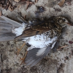 Zoothera lunulata (Bassian Thrush) at Currowan, NSW - 11 Apr 2021 by UserCqoIFqhZ