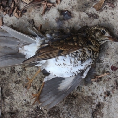 Zoothera lunulata (Bassian Thrush) at Currowan, NSW - 11 Apr 2021 by UserCqoIFqhZ