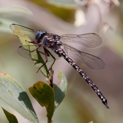 Austroaeschna multipunctata (Multi-spotted Darner) at Namadgi National Park - 28 Feb 2024 by KorinneM