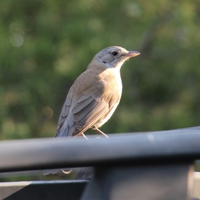 Colluricincla harmonica (Grey Shrikethrush) at Currowan, NSW - 17 Sep 2017 by UserCqoIFqhZ