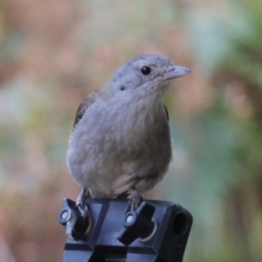 Colluricincla harmonica at Currowan, NSW - 17 Sep 2017