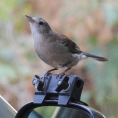 Colluricincla harmonica at Currowan, NSW - 17 Sep 2017 01:52 PM