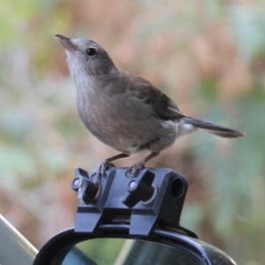 Colluricincla harmonica at Currowan, NSW - 17 Sep 2017