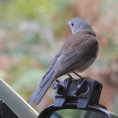 Colluricincla harmonica at Currowan, NSW - 17 Sep 2017