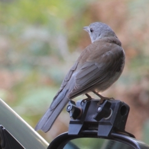 Colluricincla harmonica at Currowan, NSW - 17 Sep 2017