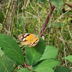 Heteronympha merope (Common Brown Butterfly) at Mount Mugga Mugga - 15 Mar 2024 by Mike