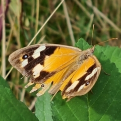 Heteronympha merope at Mount Mugga Mugga - 15 Mar 2024 04:49 PM