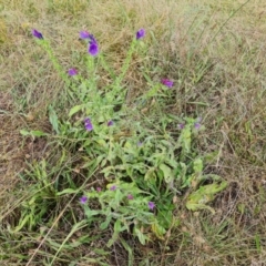 Echium plantagineum (Paterson's Curse) at O'Malley, ACT - 15 Mar 2024 by Mike