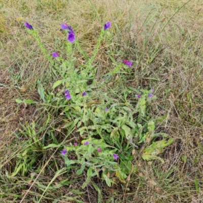 Echium plantagineum (Paterson's Curse) at Mount Mugga Mugga - 15 Mar 2024 by Mike