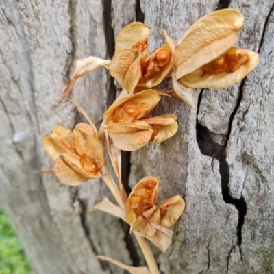 Gladiolus sp. (Gladiolus) at Isaacs Ridge and Nearby - 15 Mar 2024 by Mike