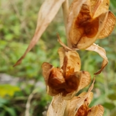 Gladiolus sp. at Isaacs Ridge and Nearby - 15 Mar 2024