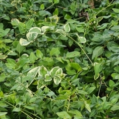 Vinca major (Blue Periwinkle) at Fadden, ACT - 15 Mar 2024 by Mike