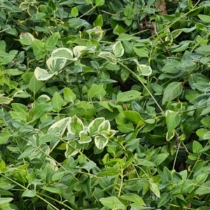 Vinca major at Isaacs Ridge and Nearby - 15 Mar 2024