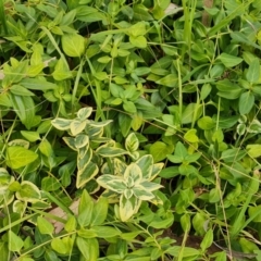 Vinca major at Isaacs Ridge and Nearby - 15 Mar 2024 03:32 PM