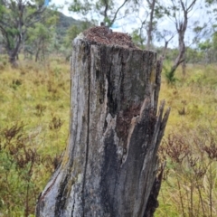 Papyrius sp. (genus) (A Coconut Ant) at Isaacs Ridge and Nearby - 15 Mar 2024 by Mike