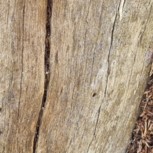 Papyrius sp. (genus) at Isaacs Ridge and Nearby - suppressed