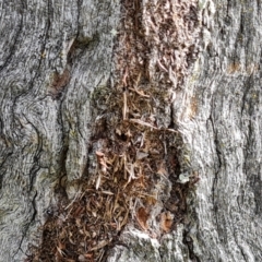 Papyrius sp. (genus) at Isaacs Ridge and Nearby - suppressed