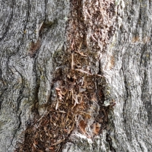 Papyrius sp. (genus) at Isaacs Ridge and Nearby - suppressed