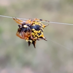 Austracantha minax (Christmas Spider, Jewel Spider) at Isaacs Ridge and Nearby - 15 Mar 2024 by Mike