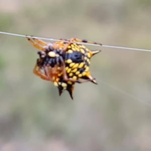 Austracantha minax at Isaacs Ridge and Nearby - 15 Mar 2024 02:57 PM