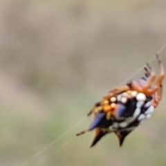 Austracantha minax at Isaacs Ridge and Nearby - 15 Mar 2024 02:57 PM