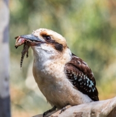 Dacelo novaeguineae (Laughing Kookaburra) at Templestowe, VIC - 9 Feb 2024 by Petesteamer