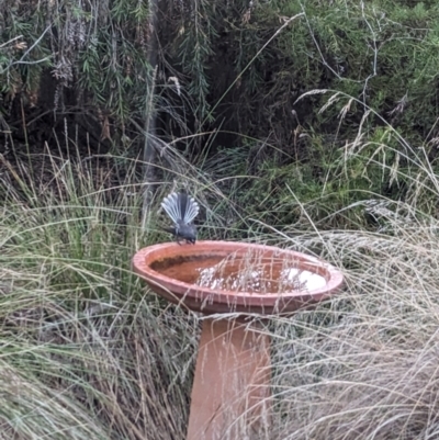 Rhipidura albiscapa (Grey Fantail) at Albury - 8 Mar 2024 by Darcy