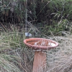 Rhipidura albiscapa at Albury - suppressed