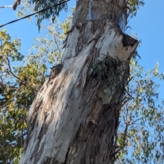 Muellerina eucalyptoides (Creeping Mistletoe) at Noreuil Park - 10 Mar 2024 by Darcy