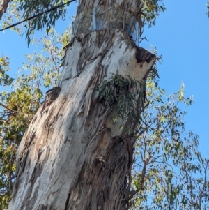 Muellerina eucalyptoides at Noreuil Park - 10 Mar 2024